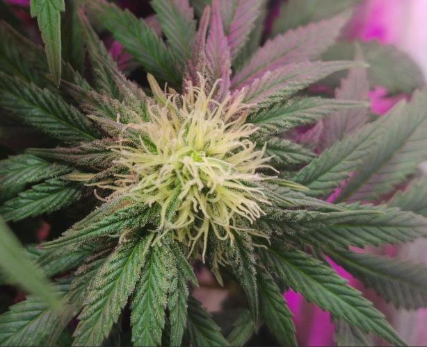 Pineapple Sunset. Week 5