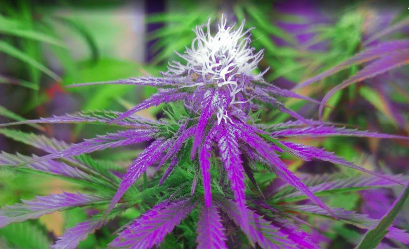 Pineapple Sunset. Week 5
