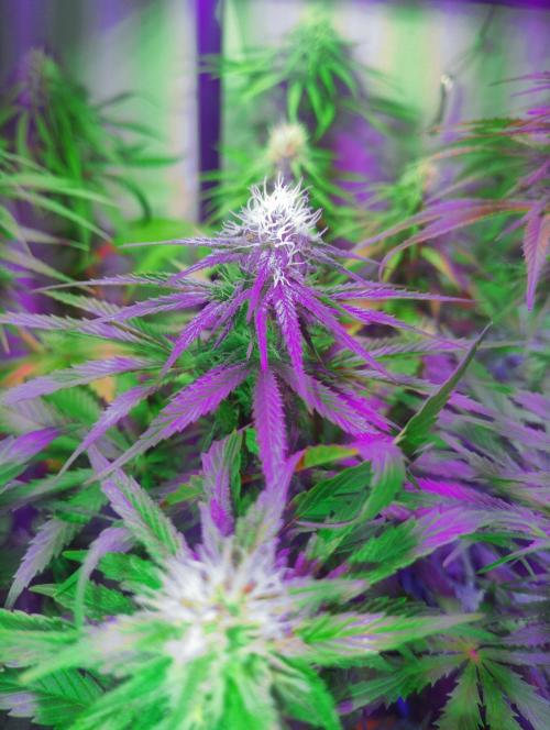 Pineapple Sunset. Week 5