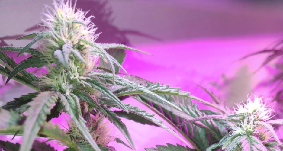 Pineapple Sunset. Week 5
