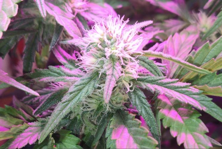 Pineapple Sunset. Week 5