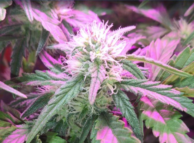 Pineapple Sunset. Week 5