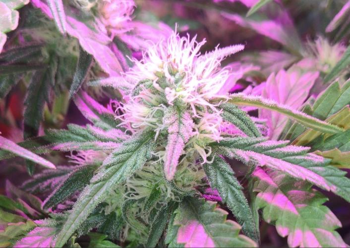 Pineapple Sunset. Week 5