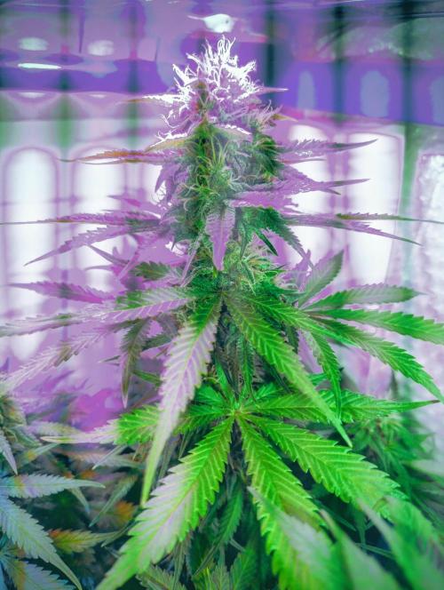 Divine Auto Fractal. Week 9