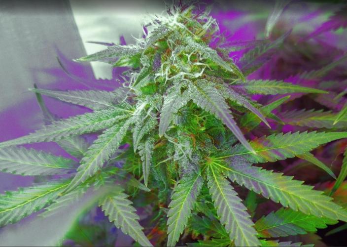 Divine Auto Fractal. Week 9