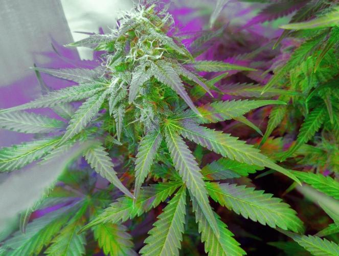 Divine Auto Fractal. Week 9