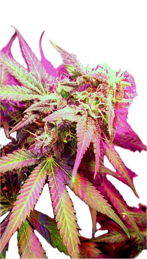 Divine Auto Fractal. Week 9