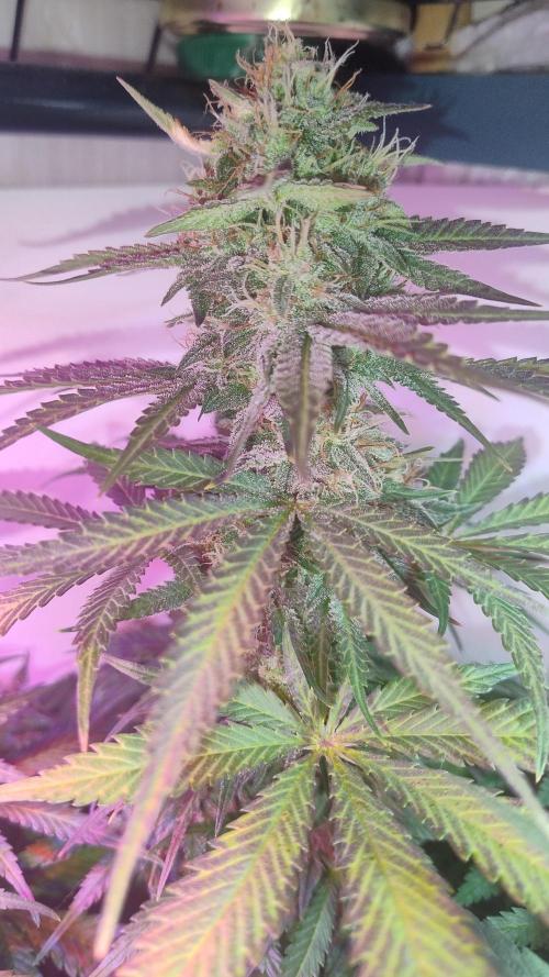 Divine Auto Fractal. Week 10