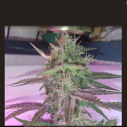 Divine Auto Fractal. Week 10