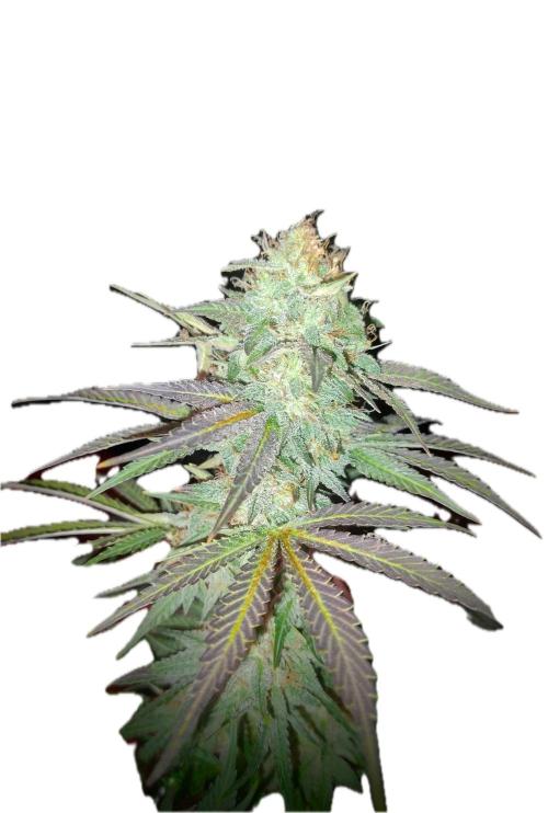 Divine Auto Fractal. Week 11