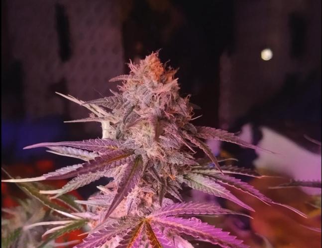 Divine Auto Fractal. Week 11