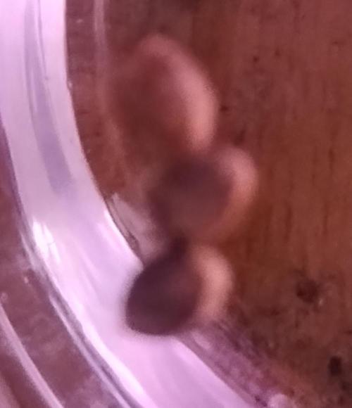 The Gassy One. Week 0