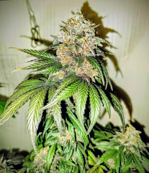 Pineapple Sunset. Week 12