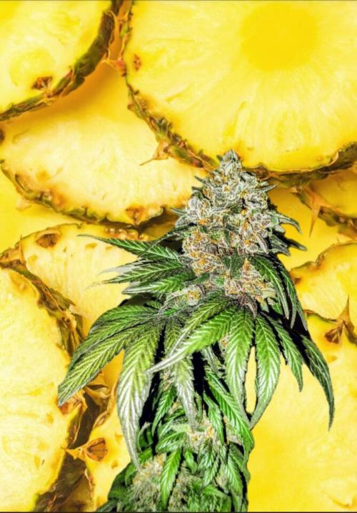 Pineapple Sunset. Week 12