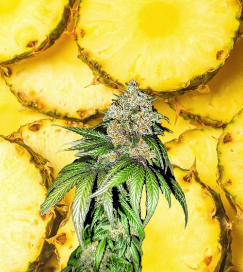 Pineapple Sunset. Week 12