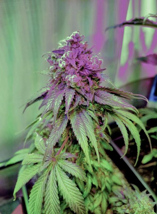 Pineapple Sunset. Week 13
