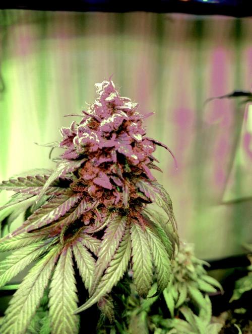 Pineapple Sunset. Week 13
