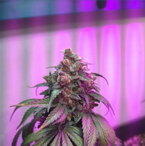 Pineapple Sunset. Week 14