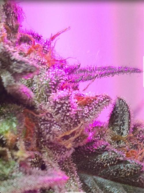 Pineapple Sunset. Week 14