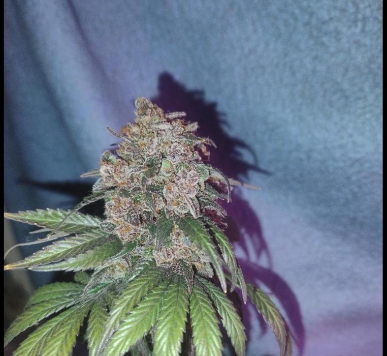 Pineapple Sunset. Week 15