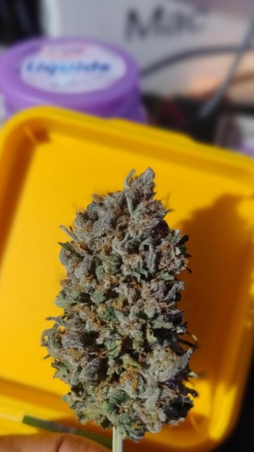 Pineapple Sunset. Week 15