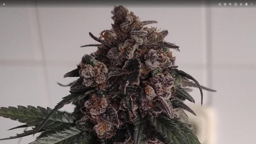 Pineapple Sunset. Week 15