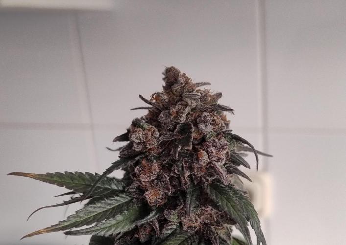 Pineapple Sunset. Week 15