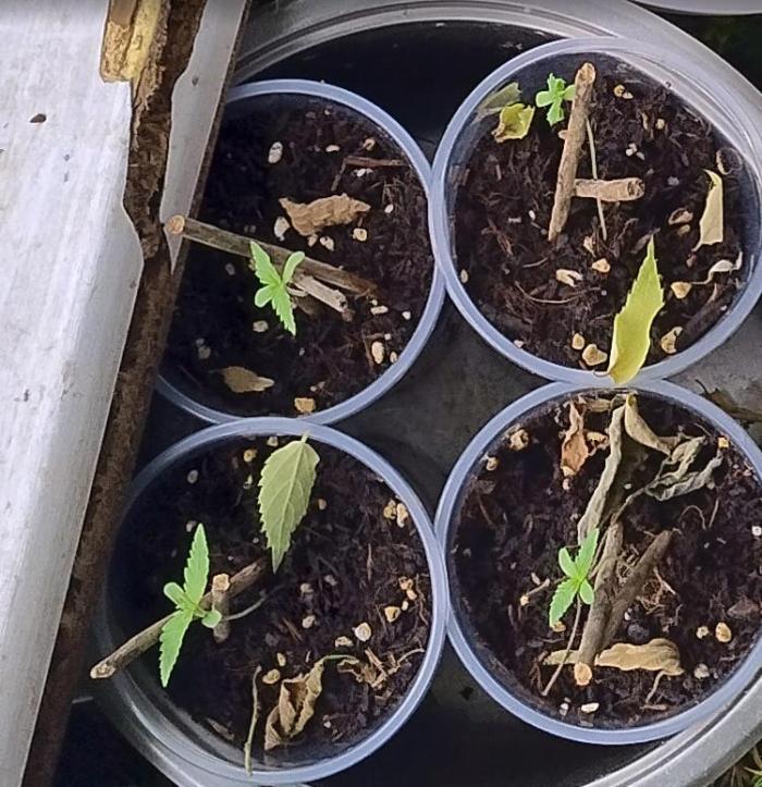 The Gassy One. Week 2