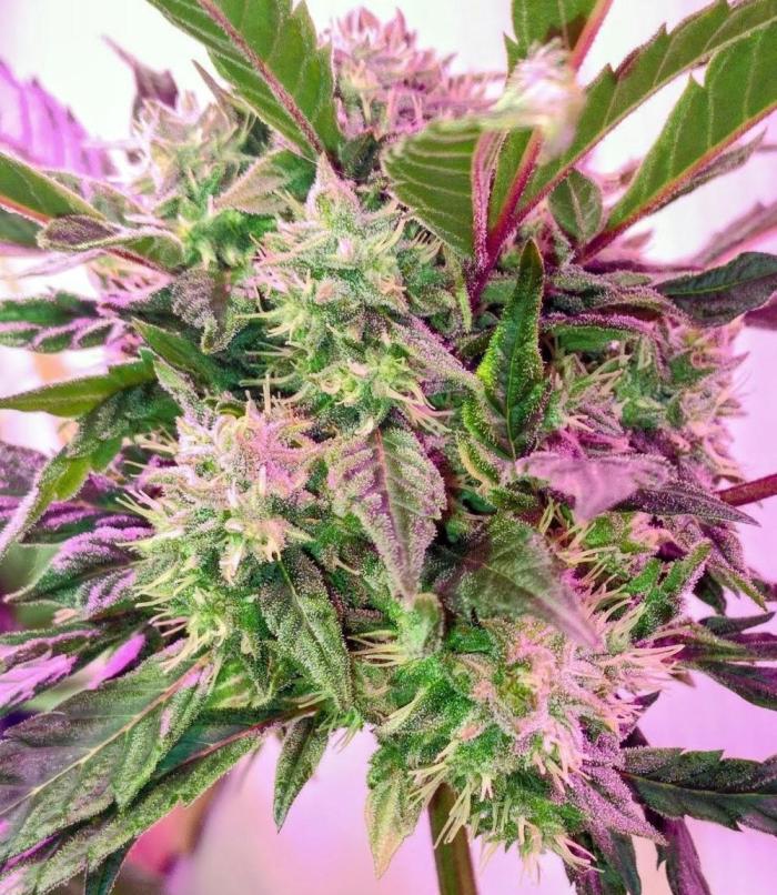 The Gassy One. Week 7