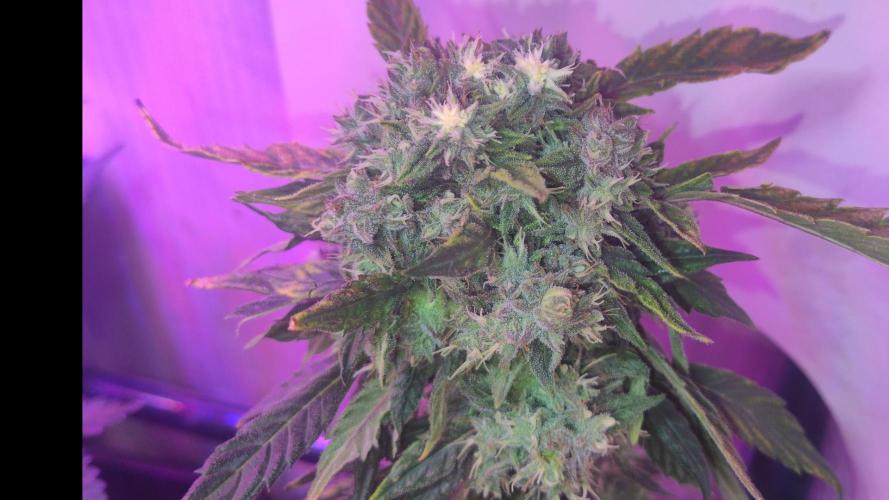 The Gassy One. Week 7