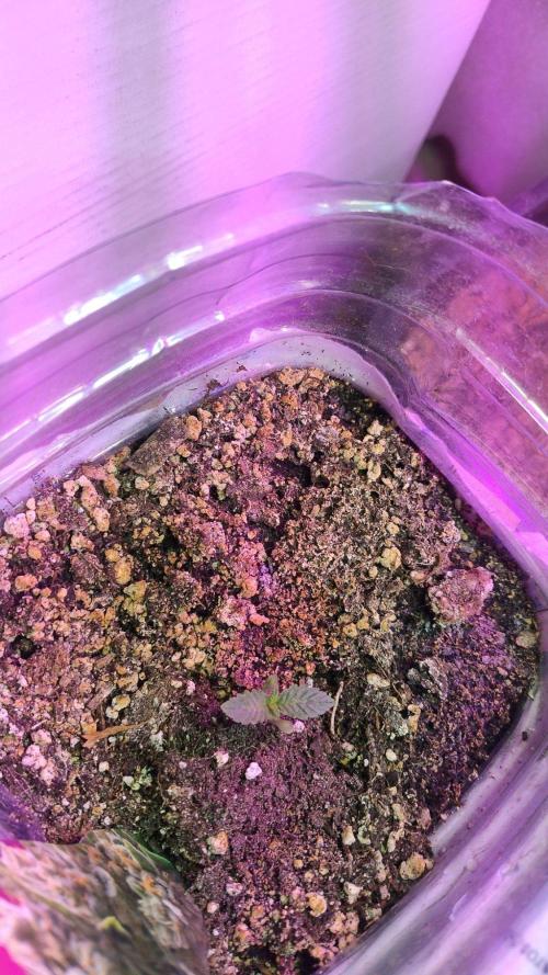 Blue Zeclair. Week 1