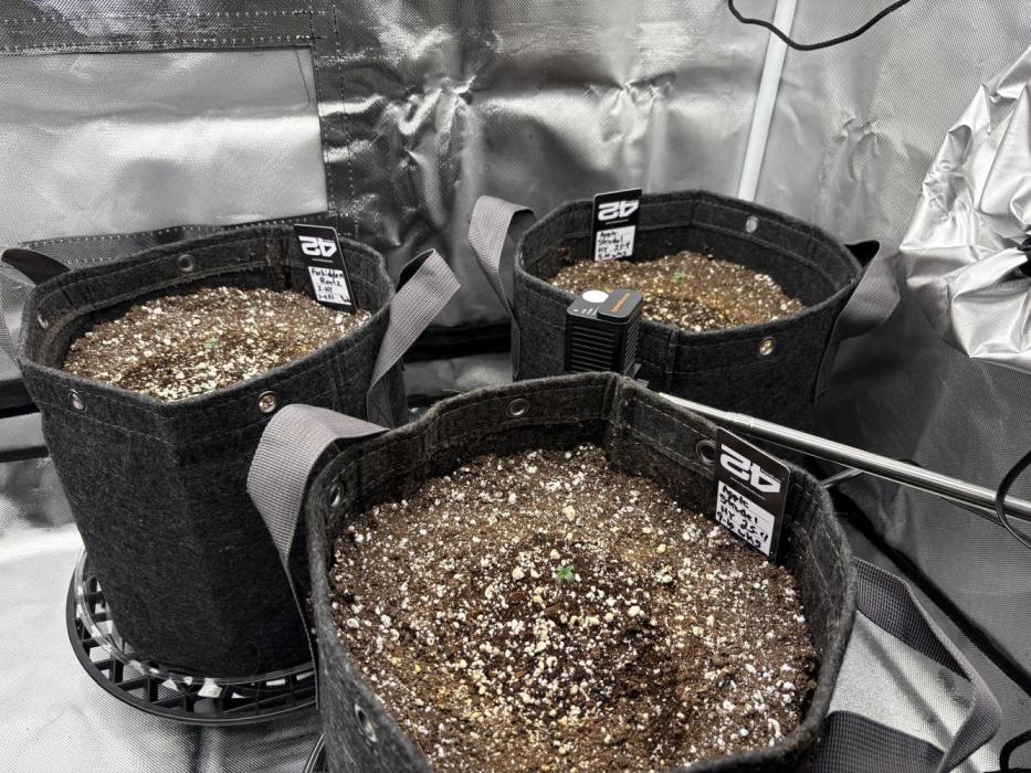 Apple Strudel / Forbidden Runtz. Week 0 - Planted in soil on 4-1-26.  All 3 seeds have pushed through the soil on 4-3-26. 