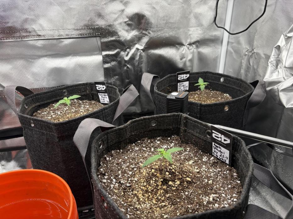 Apple Strudel / Forbidden Runtz. Week 1