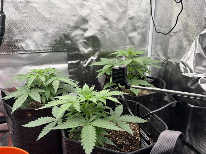 Apple Strudel / Forbidden Runtz. Week 3