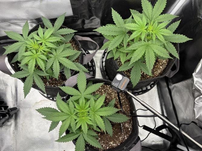 Apple Strudel / Forbidden Runtz. Week 3