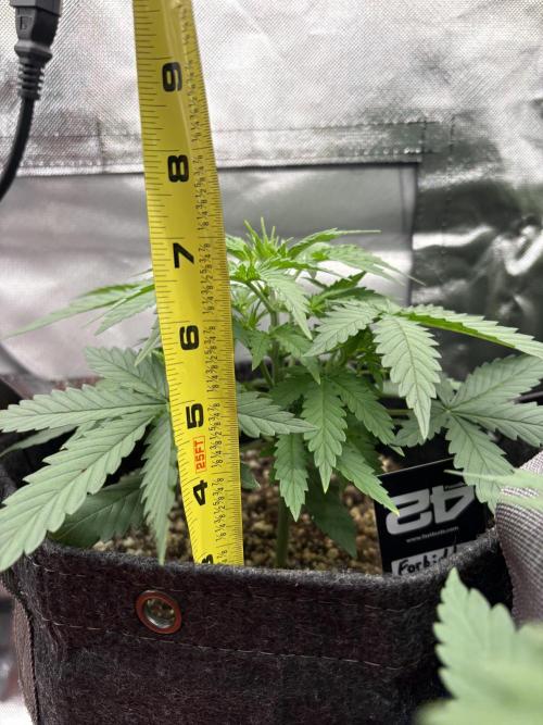 Apple Strudel / Forbidden Runtz. Week 3