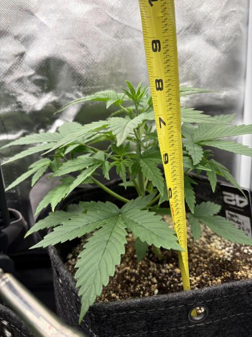 Apple Strudel / Forbidden Runtz. Week 3