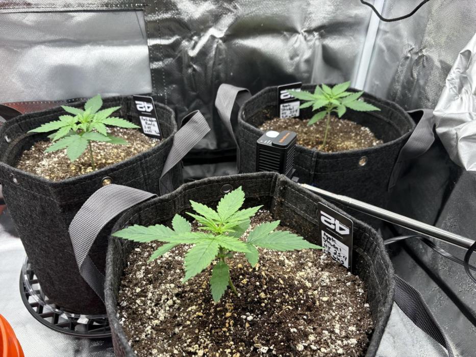 Apple Strudel / Forbidden Runtz. Week 2