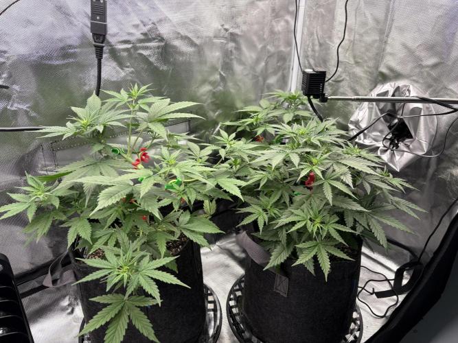 Apple Strudel / Forbidden Runtz. Week 4