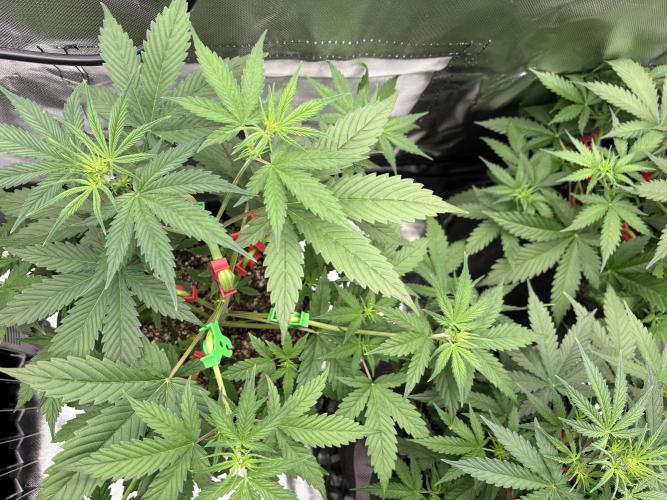 Apple Strudel / Forbidden Runtz. Week 4