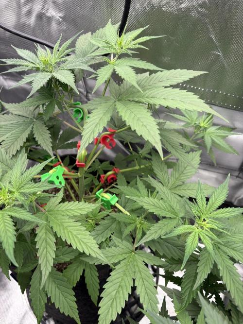Apple Strudel / Forbidden Runtz. Week 4