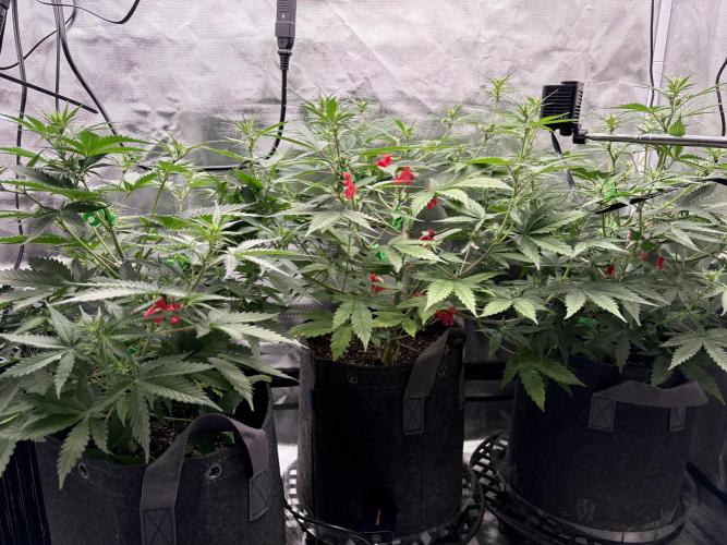 Apple Strudel / Forbidden Runtz. Week 5