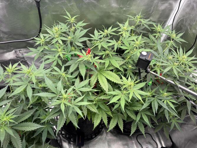 Apple Strudel / Forbidden Runtz. Week 5