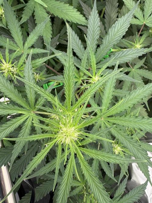Apple Strudel / Forbidden Runtz. Week 5