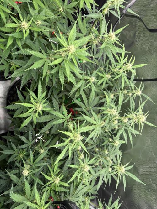 Apple Strudel / Forbidden Runtz. Week 6