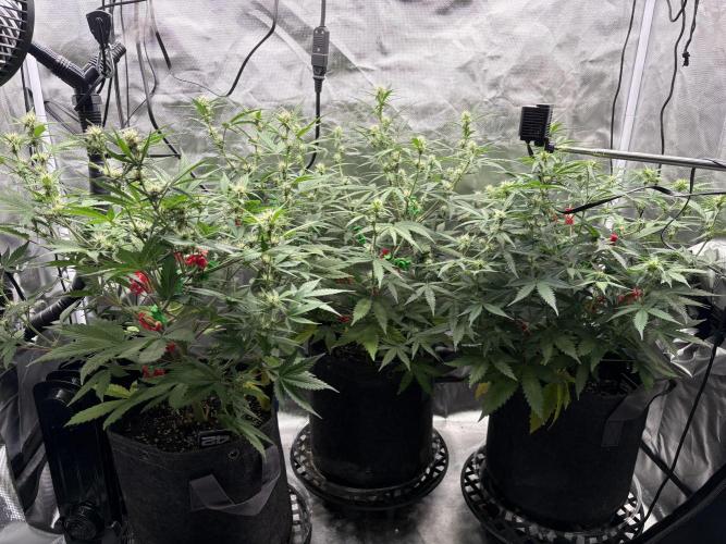Apple Strudel / Forbidden Runtz. Week 6