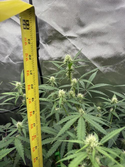 Apple Strudel / Forbidden Runtz. Week 6