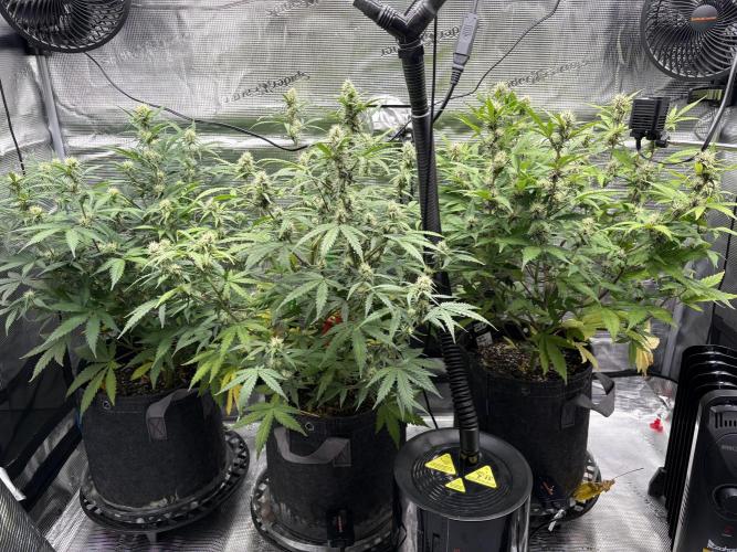 Apple Strudel / Forbidden Runtz. Week 7
