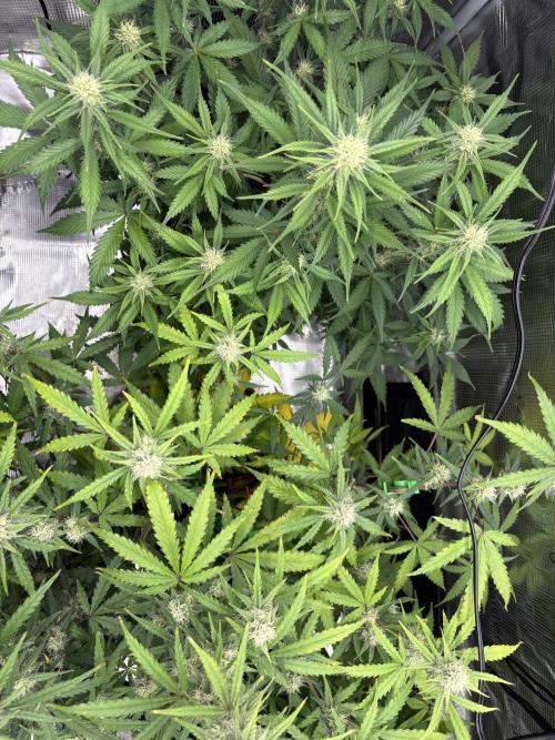 Apple Strudel / Forbidden Runtz. Week 7