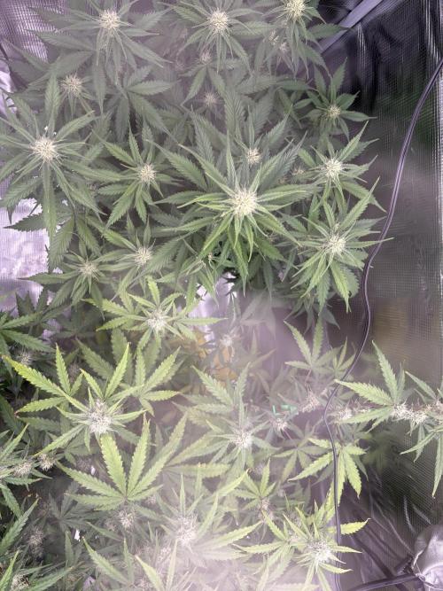 Apple Strudel / Forbidden Runtz. Week 7